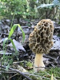 Morchella americana image