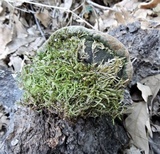 Hapalopilus rutilans image
