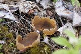 Peziza repanda image