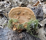 Hapalopilus rutilans image