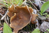 Peziza repanda image