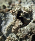 Physcia millegrana image