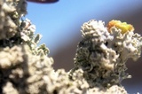 Physcia millegrana image