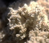 Physcia millegrana image