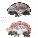 Caloplaca flavescens image
