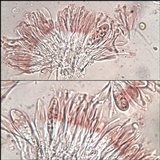 Caloplaca flavescens image