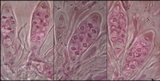 Caloplaca flavescens image