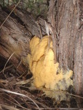 Fuligo septica image