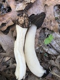 Morchella punctipes image