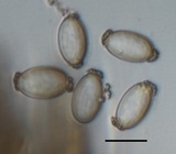 Morchella punctipes image