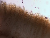 Morchella punctipes image