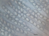 Morchella punctipes image