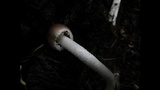 Psathyrella longipes image