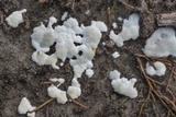 Chromelosporium fulvum image