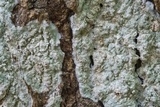 Cryptothecia striata image