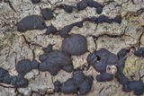 Jackrogersella multiformis image