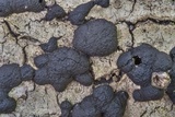 Jackrogersella multiformis image