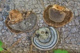 Fomes fasciatus image