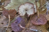 Laccaria amethystina image