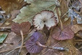 Laccaria amethystina image