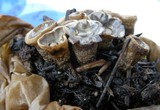 Cyathus olla image