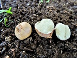 Rhizopogon luteolus image