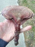 Ganoderma curtisii image