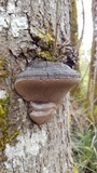 Phellinus igniarius image