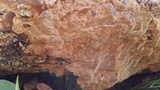 Fuscoporia ferruginosa image