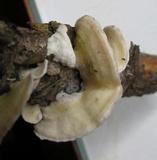Byssomerulius corium image