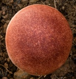 Fistulinella prunicolor image