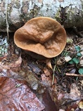 Discina ancilis image