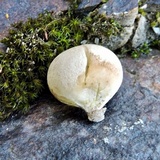 Lycoperdon molle image