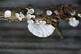 Poronidulus conchifer image