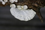 Poronidulus conchifer image