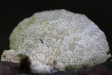 Poronidulus conchifer image