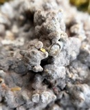 Kretzschmaria deusta image
