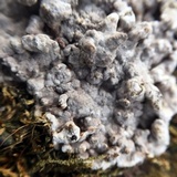 Kretzschmaria deusta image