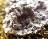 Kretzschmaria deusta image