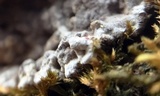 Kretzschmaria deusta image