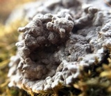 Kretzschmaria deusta image