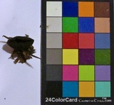 Plectania milleri image