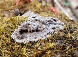 Kretzschmaria deusta image