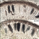 Physcia clementei image
