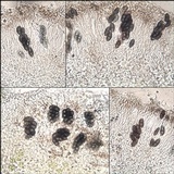 Physcia clementei image