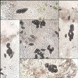 Physcia clementei image