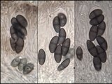 Physcia clementei image