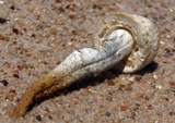 Agaricus texensis image