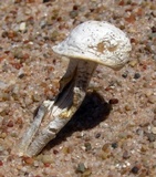 Agaricus texensis image
