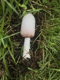 Coprinus vosoustii image